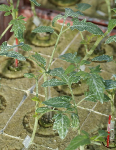 Jeunes plants de tomates gréffés