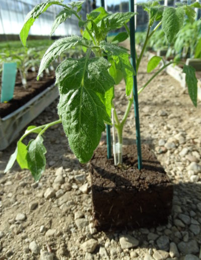 Plant de tomate gréffé sur terreau