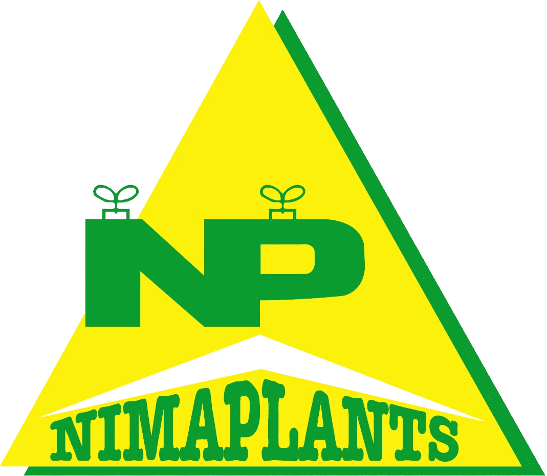Plants maraîchers professionnels | Occitanie | Nimaplants
