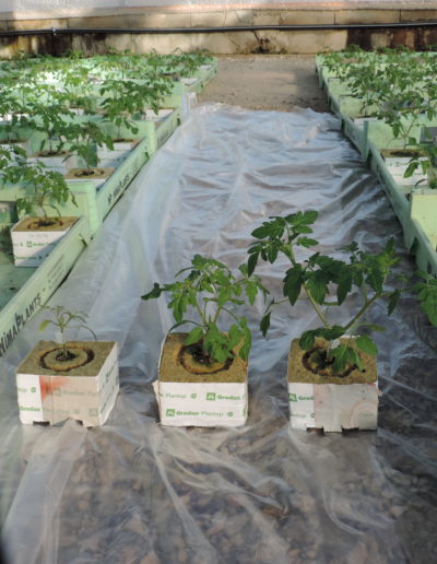 Evolution d'un plant de tomate gréffé à J+7, J+14, J+21