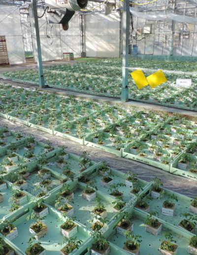Chapelle de plants gréffés dans la serre